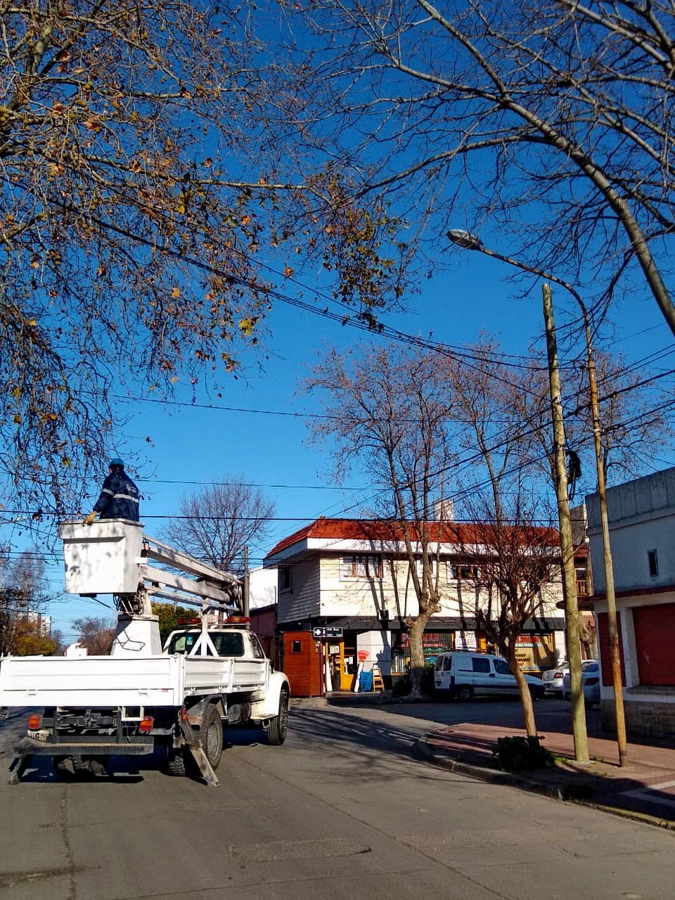 Retoman en Mar del Plata un plan de arbolado que prevé la plantación de 6 mil ejemplares 1 IMG 20200717 111404