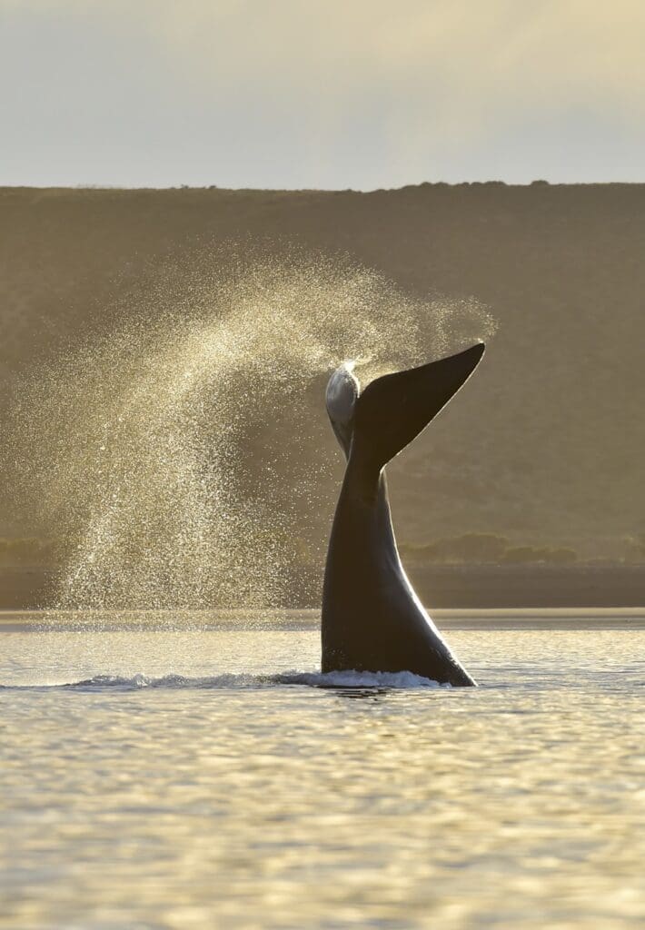 PUERTO MADRYN Temporada de ballenas FOTO Maxi Jonas 02