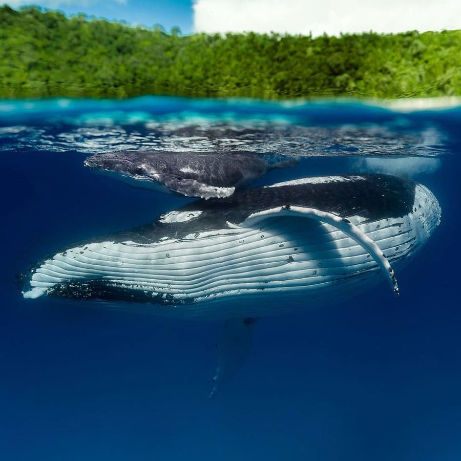 Celebran el Día Mundial de los Océanos con un festival artístico en el Auditorium 1 Dia Oceanos 04