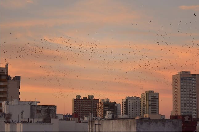 Estorninos: la especie de aves que está invadiendo Mar del Plata 1 storninos