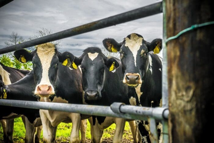 La Sociedad Rural de Mar del Plata planteó su preocupación por hechos de inseguridad 1 vacas e1661602866452