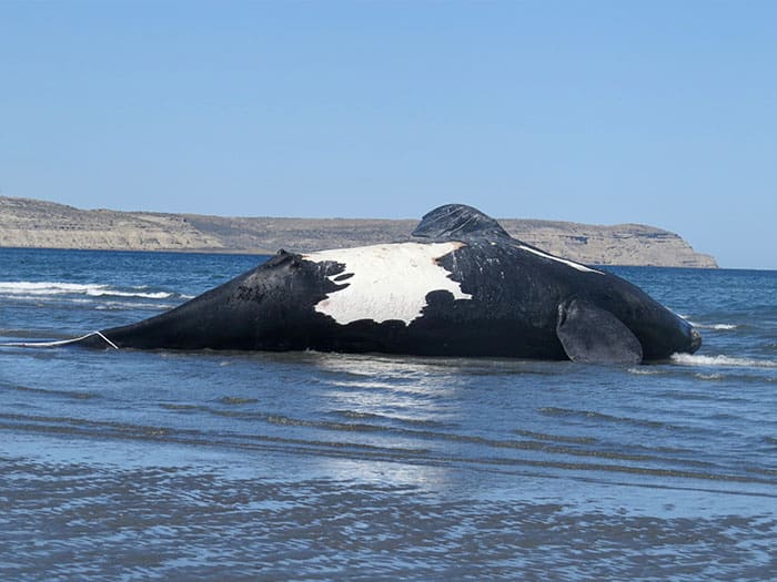 ballena varada en la playa