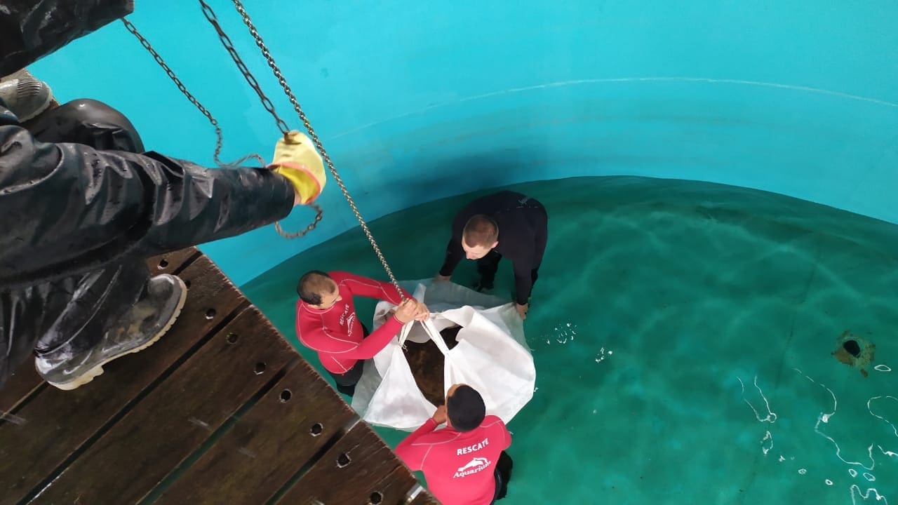 El tortugo Jorge llegó a su nuevo hogar en Mar del Plata 2 IMG 20221027 WA0034