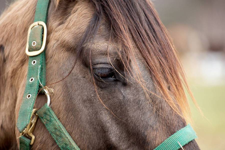 Alerta: Virus que afecta a caballos y contagia a humanos preocupa a las autoridades sanitarias 1 caballo