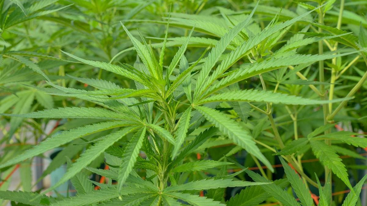 La expoindustria de cannabis y cáñamo reunirá en Mar del Plata a empresarios e inversores 1 canavis