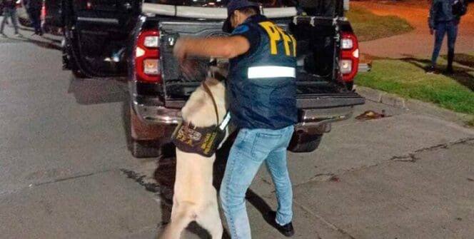 La División Antidrogas y el perro "Oso" detectaron Marihuana, Cocaína, Tusi y Extasis en Mar del Plata 1 oso