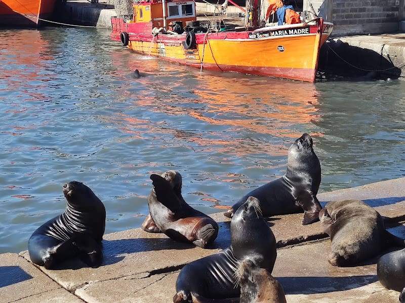 Emergencia en Mar del Plata: Dos lobos marinos infectados con gripe aviar y cierre de la Escollera Sur