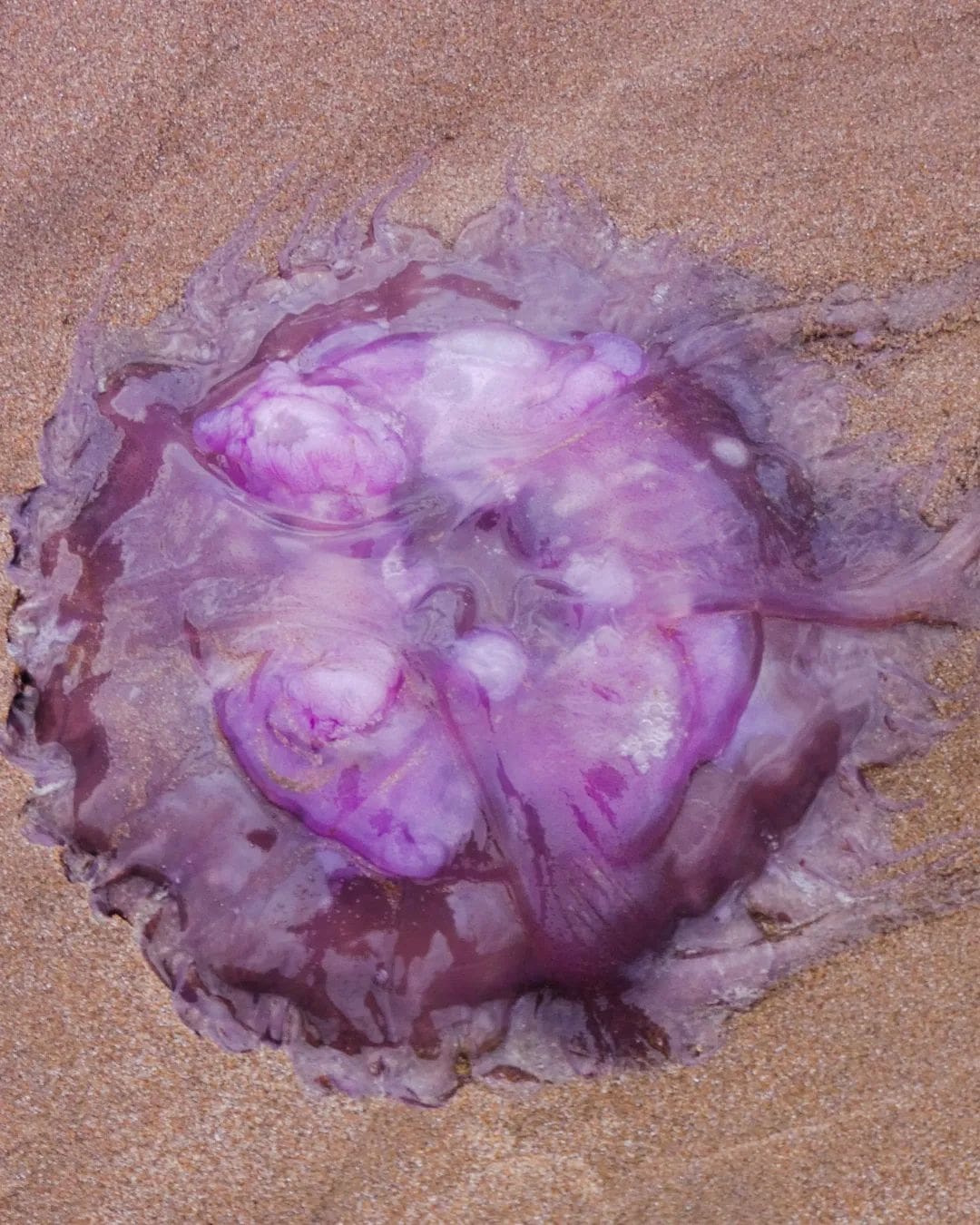 Aparecieron medusas gigantes en las playas de Mar del Plata
