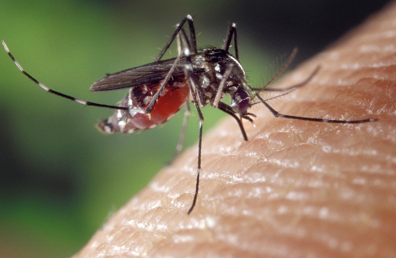 La Provincia estableció pautas de acción frente al aumento de mosquitos