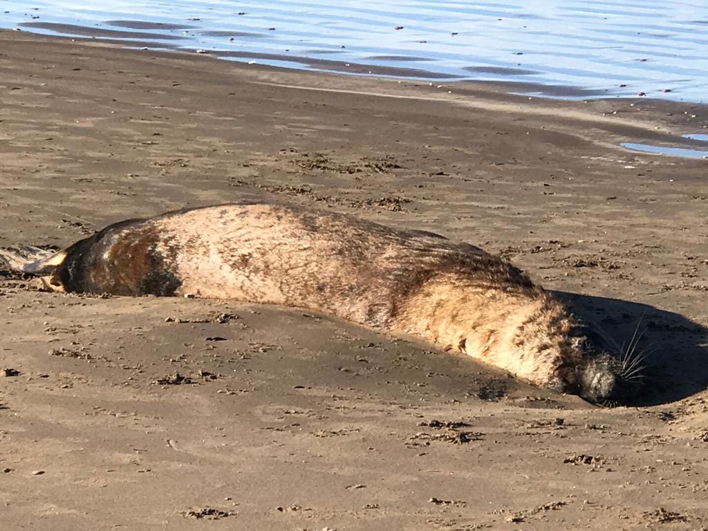 ¿Por qué los lobos marinos mueren a la orilla del mar?