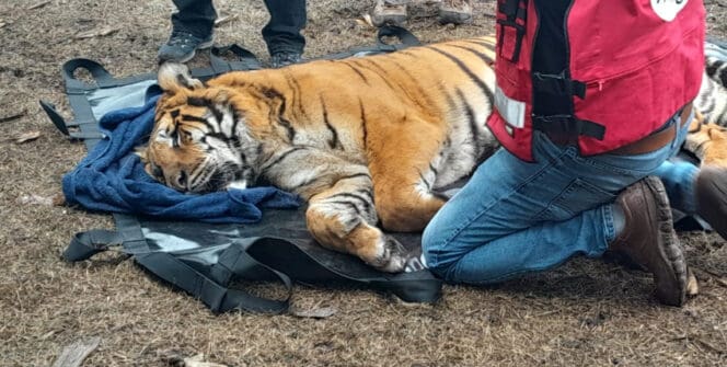 Rescate y evacuación de dos tigres en Balcarce