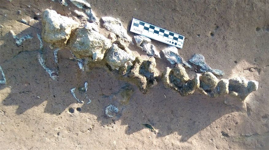 1. Detalle del hallazgo de restos fosiles de Scelidotherium en Miramar