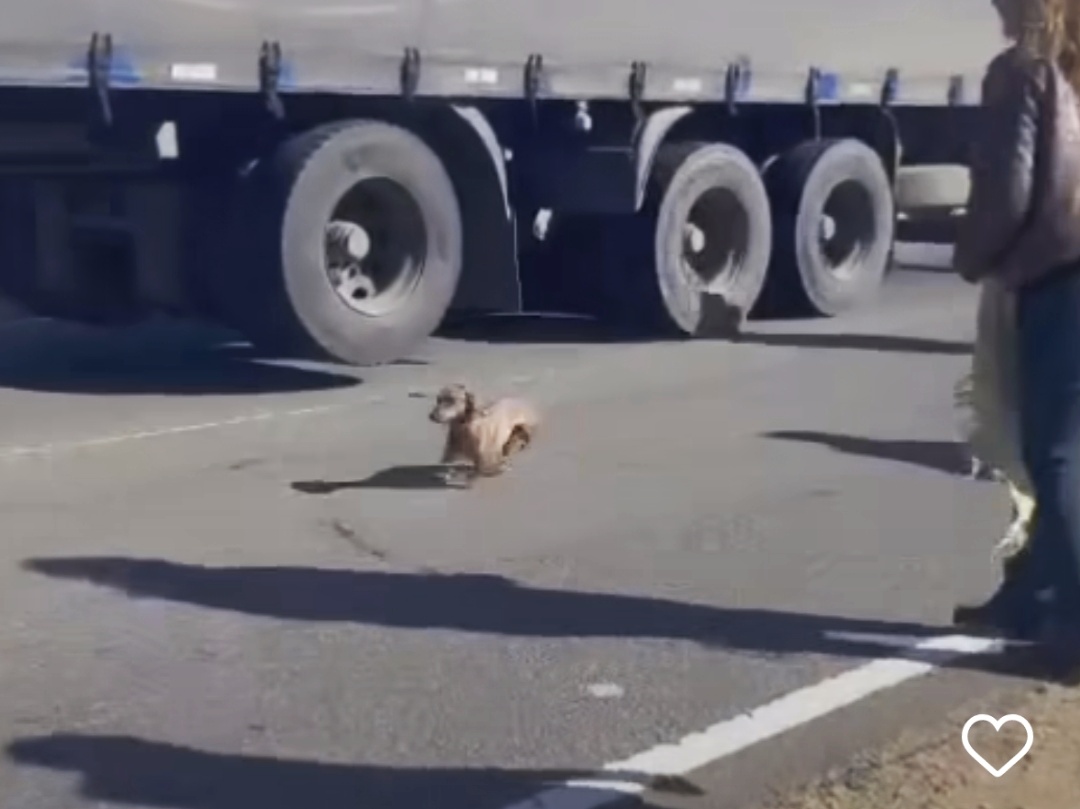 Abandono animal: el desgarrador video viral del perro salchicha en la Ruta 11