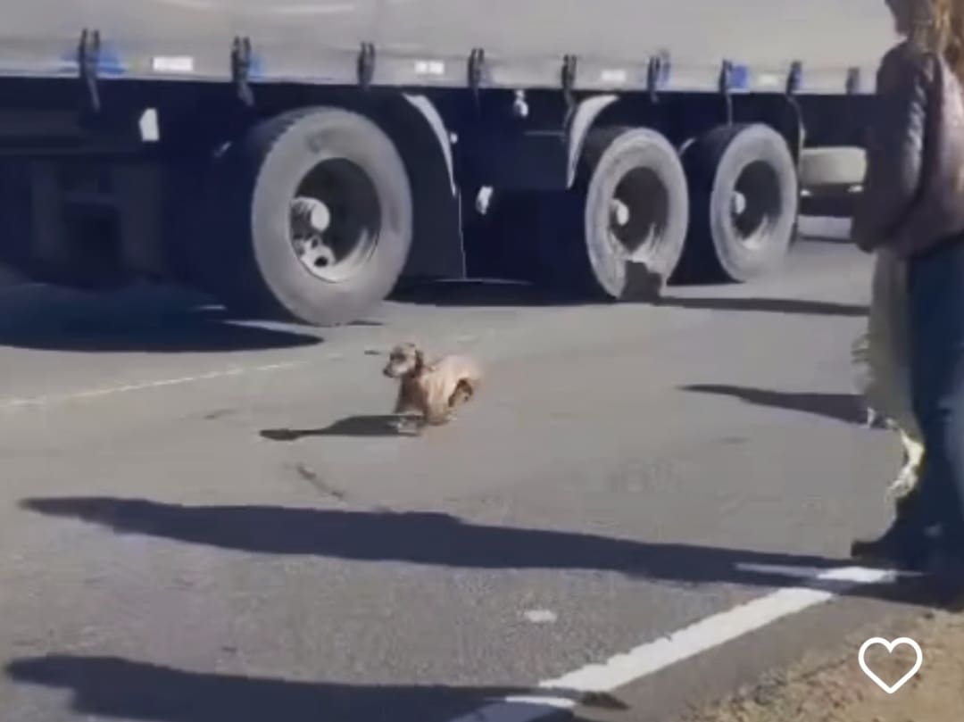 Abandono animal: el desgarrador video viral del perro salchicha en la Ruta 11 1 Screenshot 2023 08 28 10 43 56 627 com.instagram.android 01