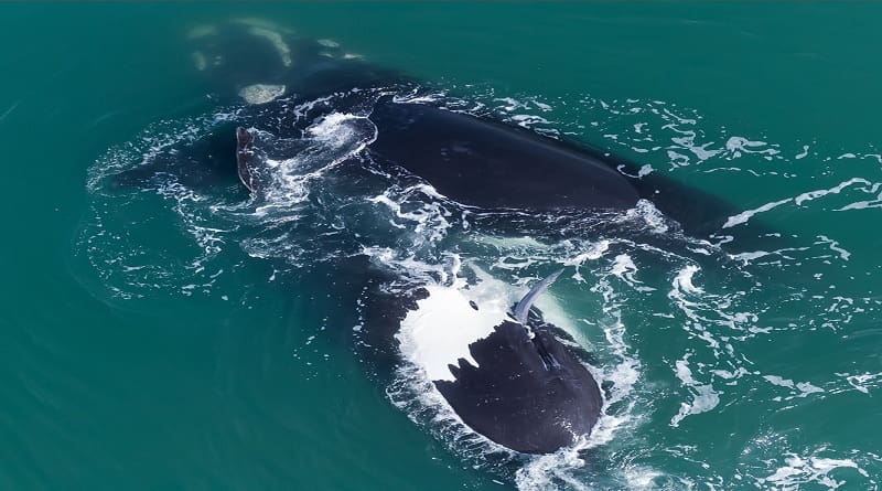 ¡Histórico! Avistamiento de cópula de Ballenas Francas Australes en Mar del Plata 1 ballenacopula