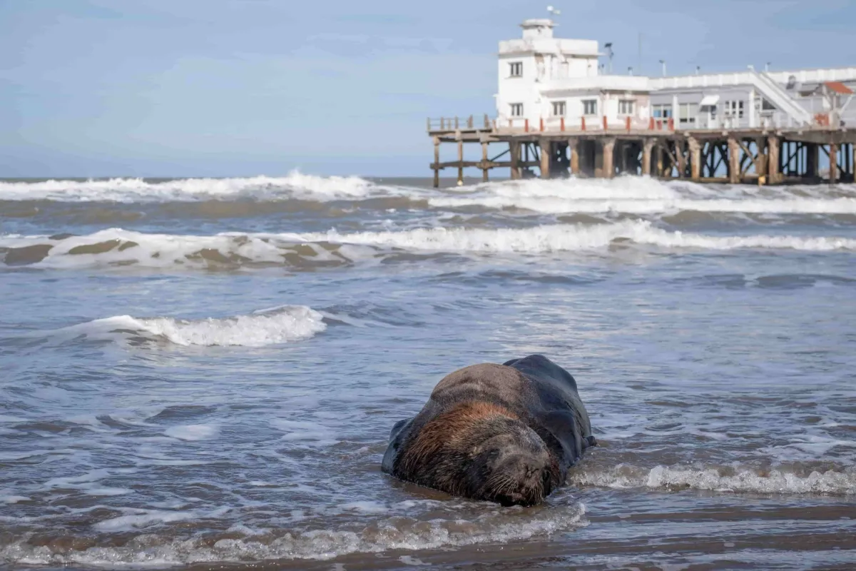 Alerta en Mar del Plata: ¡Evitá las playas! Un brote de gripe aviar pone en peligro a los lobos marinos 1 influenza