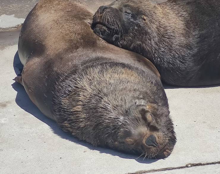 Muerte de lobos marinos en la costa bonaerense: cientificos de Mar del Plata estudian conexión con la gripe aviar 1 lobos