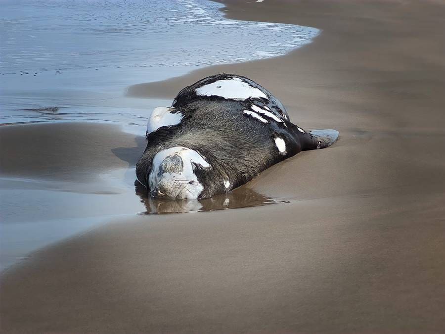 cadaver lobo marino