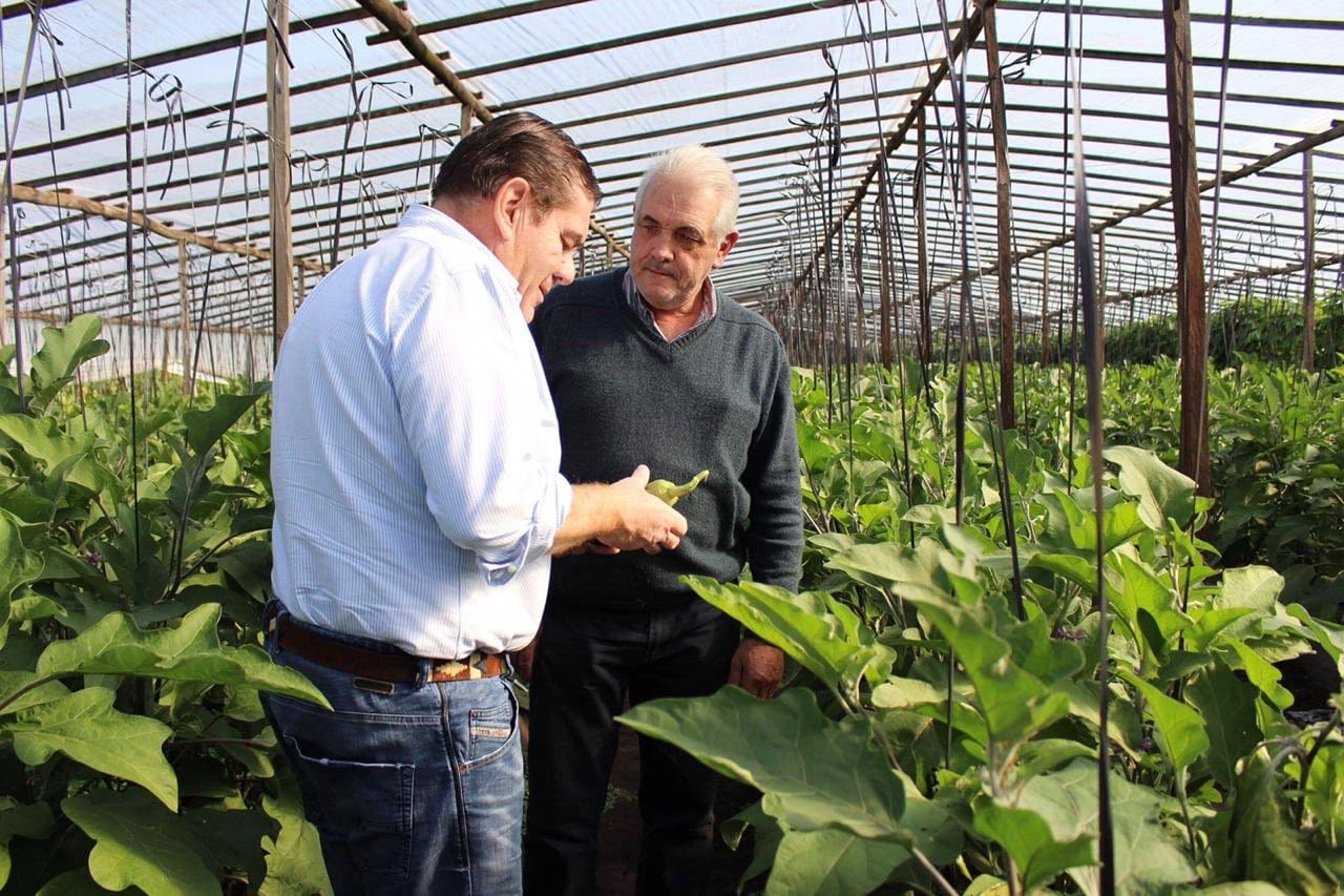 Cordón Frutihortícola en alerta: advierten que si no se toman medidas “sería la quiebra de todo el sector” 5 monte