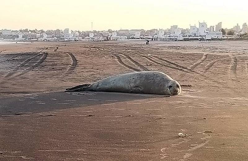 Mar del Plata sorprendida por la visita de majestuosos elefantes marinos 1 elefante