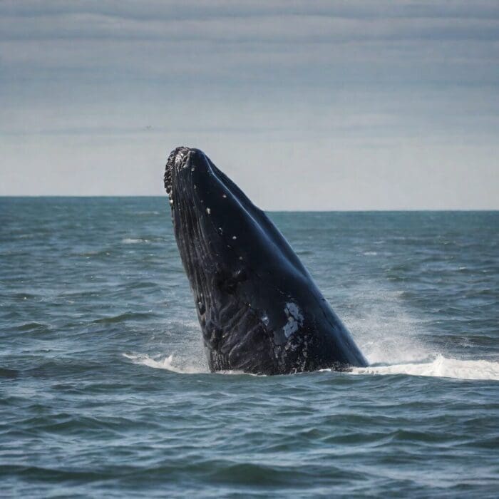 Plano corto ballenas francas australes desde la costa de Mar del Plata e1703094020623