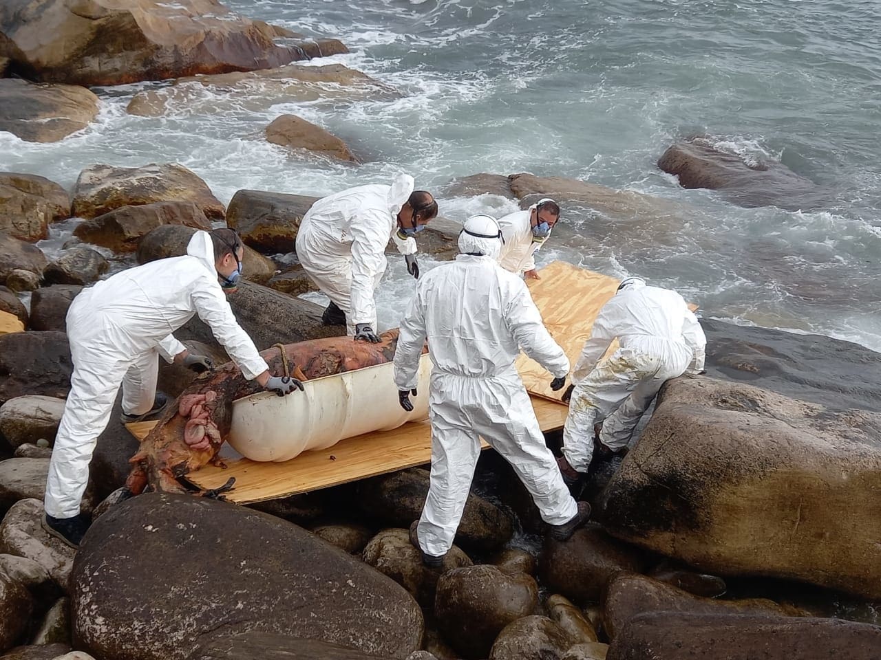 Un lobo marino sin vida fue encontrado en Playa Chica