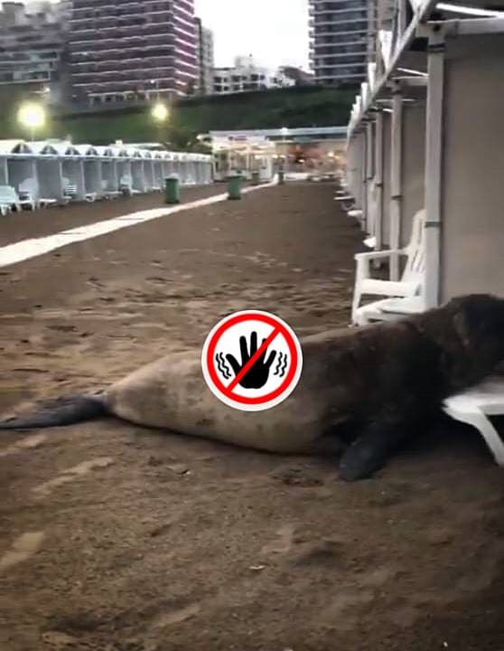 ¿Alquiló una carpa? Un invitado especial en un balneario de Mar del Plata