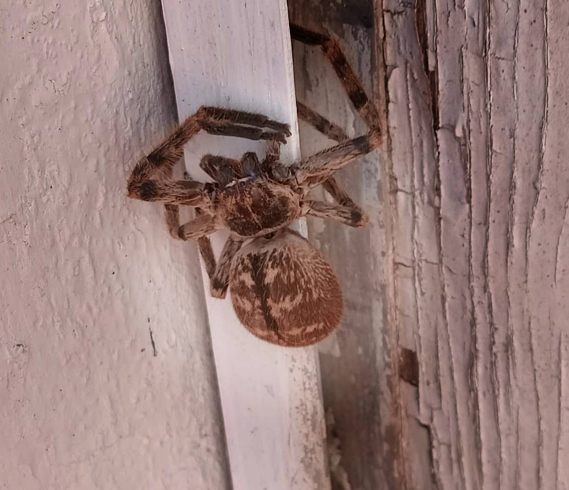 Una araña gigante espeluznante en un balcón de Mar del Plata ¿Qué hacer si encontrás una? 1 aranaopk