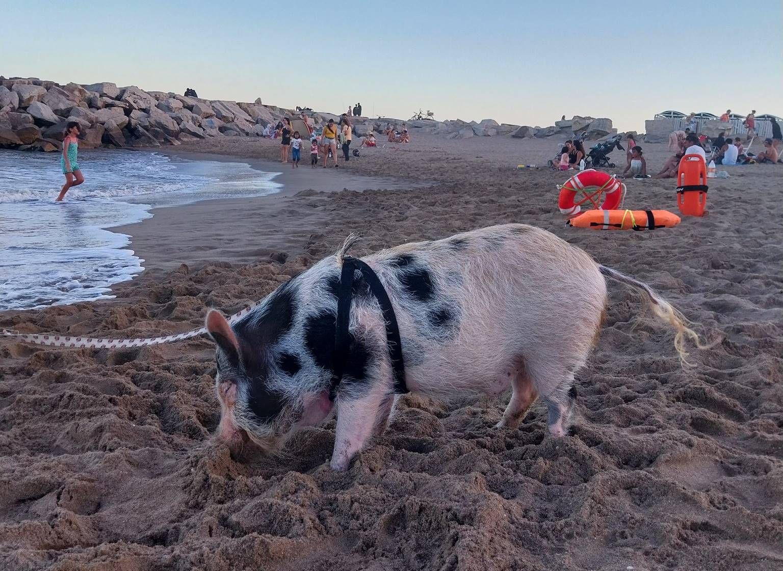 Un día insólito en Mar del Plata: De paseo con el cerdo en la playa 1 cerdook