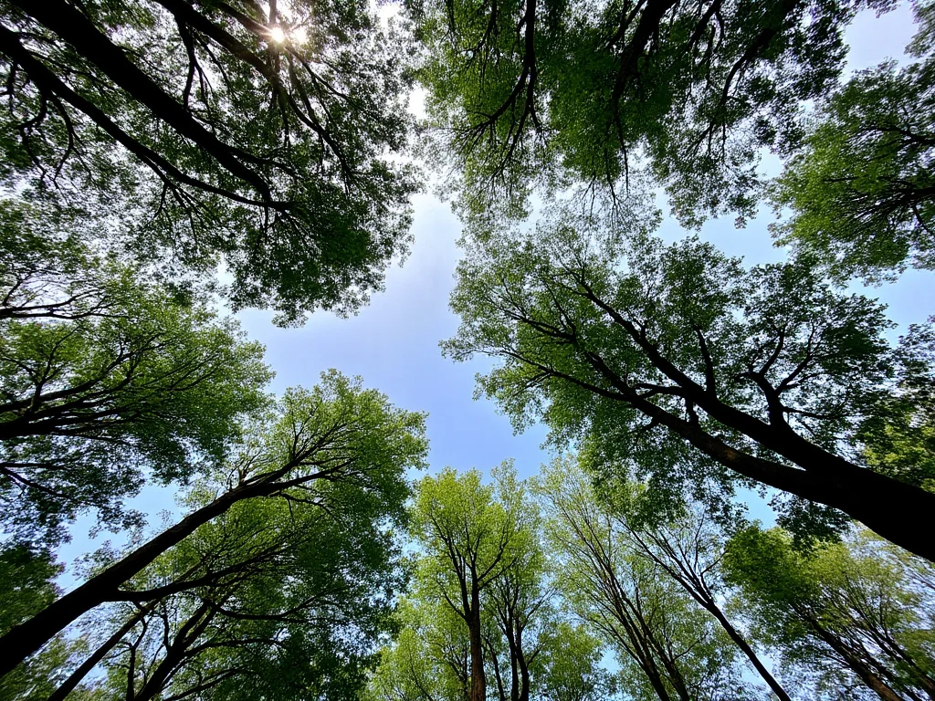 27 de septiembre: Día de la Conciencia Ambiental en Argentina 1 aarboles
