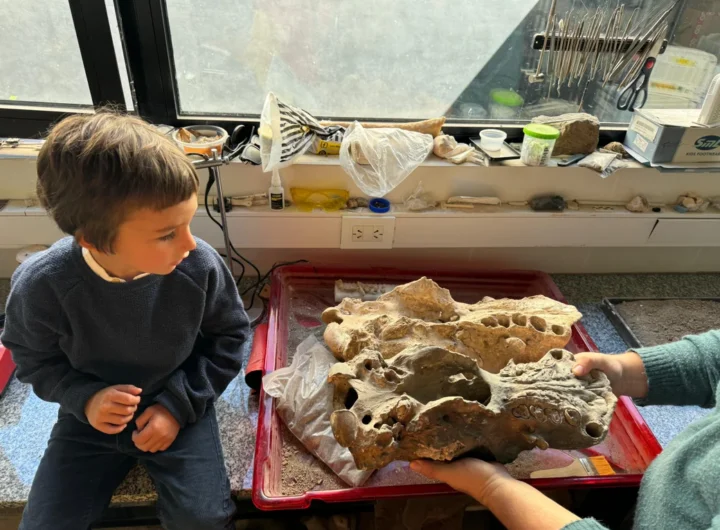 El asombroso hallazgo de un niño marplatense: un perezoso terrestre gigante de 30.000 años 1 nino