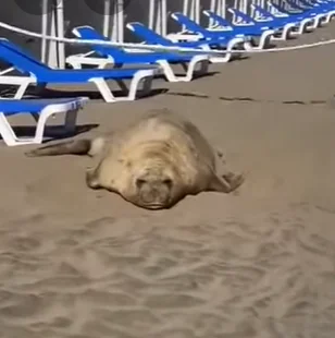 Captura de pantalla 2024 12 31 193201