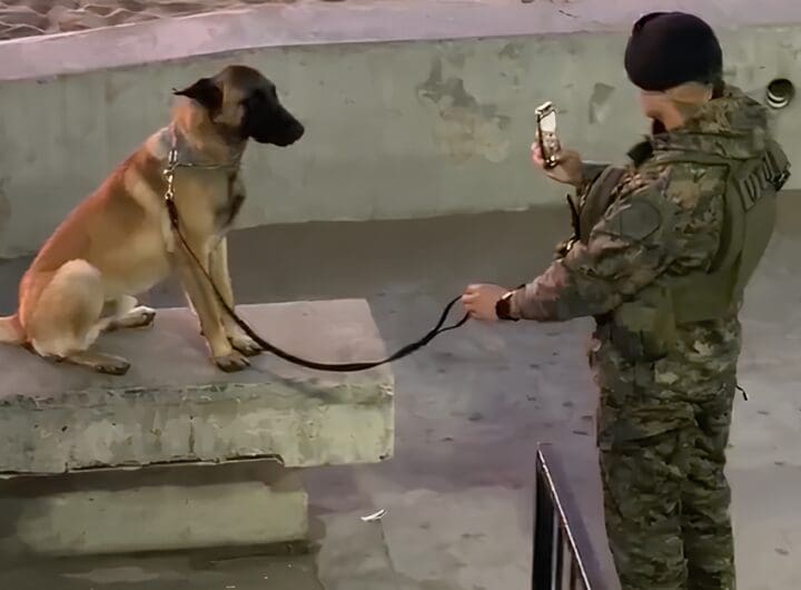 DE LA PATRULLA AL ESTRELLATO: el video que catapultó a un joven policía y su perro a la fama internacional 1 Captura de pantalla 2025 01 01 070846