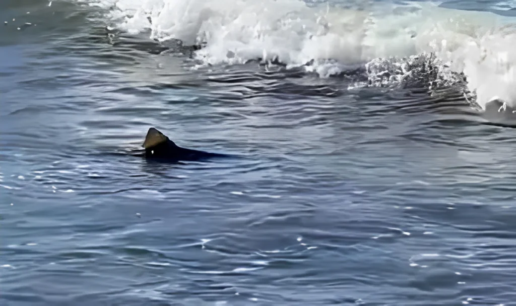 Captura de pantalla 2025 01 29 075845