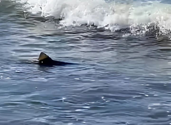 Captura de pantalla 2025 01 29 075845