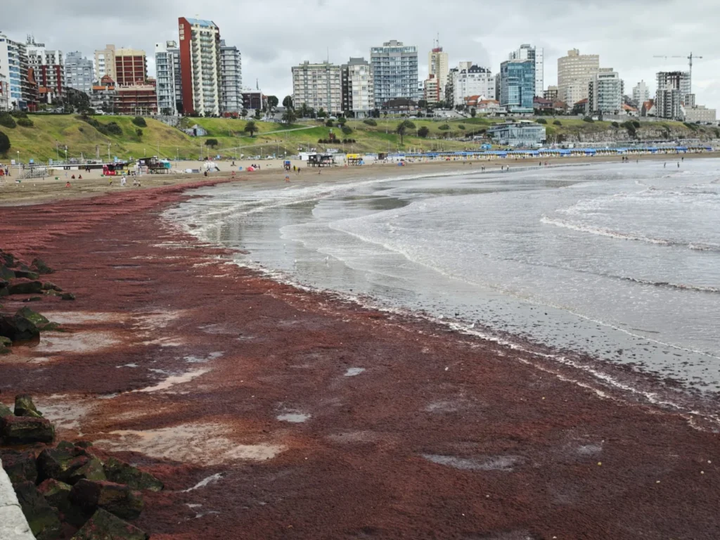 La misteriosa franja oscura de Mar del Plata: ¿Qué hay detrás de la invasión de algas en Playa Varese? 2 WhatsApp Image 2025 02 14 at 7