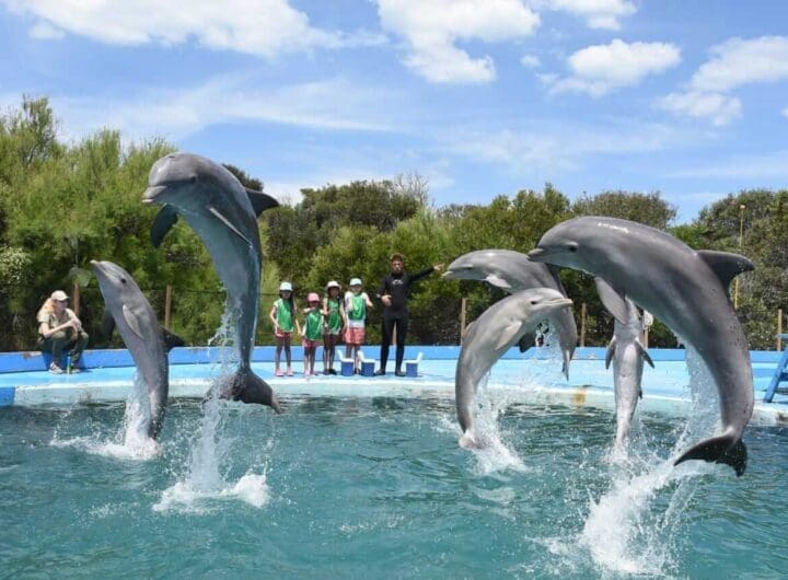 banner delfines seco experiencia