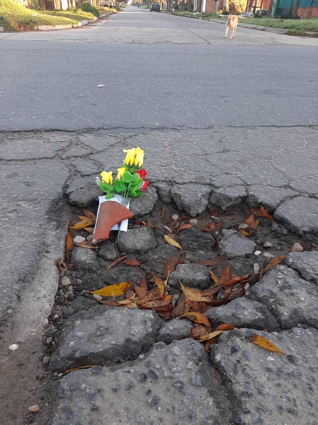 WhatsApp Image 2025 06 04 at 9.16.50 AM