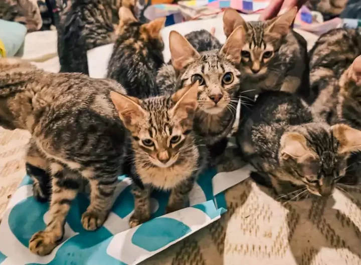 WhatsApp Image 2025 08 18 at 5.58.16 PM