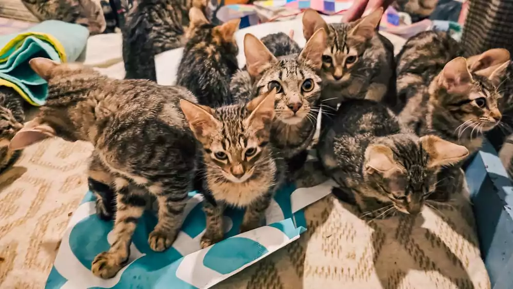 WhatsApp Image 2025 08 18 at 5.58.16 PM